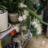 mmexport1732541563267