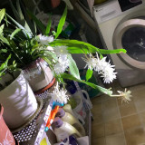 mmexport1732541573299