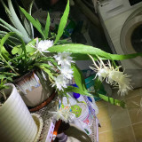 mmexport1732541587668