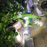 mmexport1732541606998