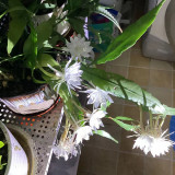 mmexport1732541615074