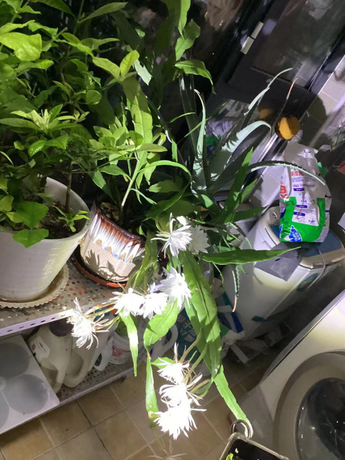 mmexport1732541634381