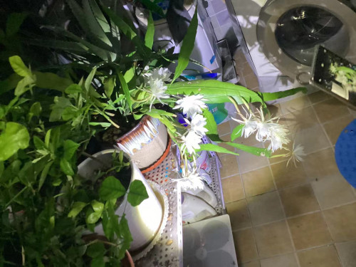 mmexport1732541639401